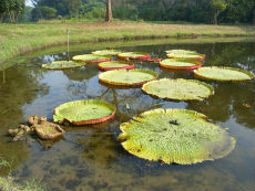 カルカッタ植物園